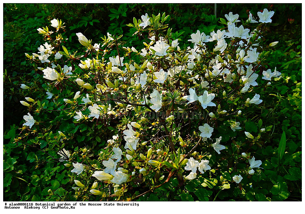 ������������ ���, ��� ����� �.�. ����������, �������� ��������, ����, �����, ������, ������, ������������ ���, ������, ���, ���������� ��������������� �����������, �����������, ������, ������, ������ ��������, �����, ��������, ���������� ��������, ������� ��������, ������� ��������, ������, �����, XYZ, ����������, Ericaceae, �����������, ���������, ����������, ����������� ��������, �����������, ������������ ��������, ������������ ��������, ������������, ������������, ������������, �����������