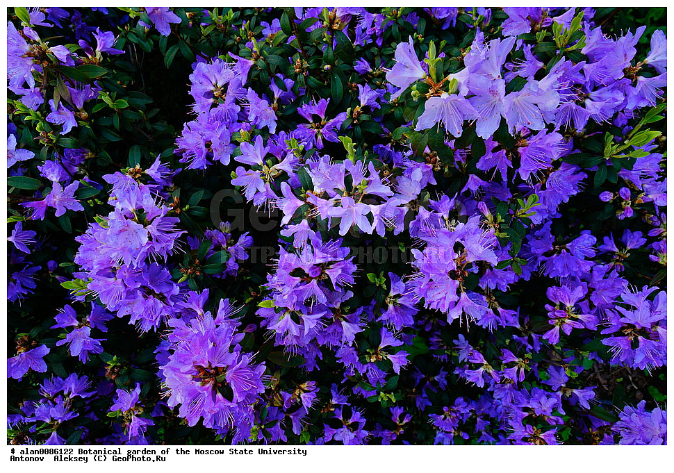 ������������ ���, ��� ����� �.�. ����������, �������� ��������, ����, �����, ������, ������, ������������ ���, ������, ���, ���������� ��������������� �����������, �����������, ������, ������, ������ ��������, �����, ��������, ���������� ��������, ������� ��������, ������� ��������, ������, �����, XYZ, ����������, Ericaceae, �����������, ���������, ����������, ����������� ��������, �����������, ������������ ��������, ������������ ��������, ������������, ������������, ������������, �����������