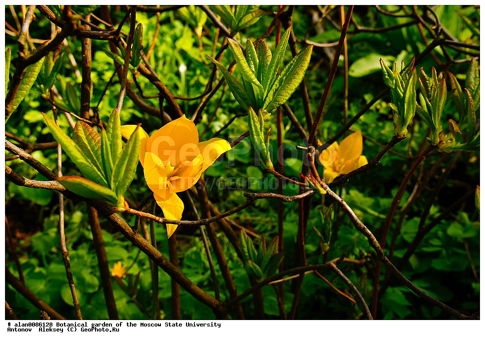 ������������ ���, ��� ����� �.�. ����������, �������� ��������, ����, �����, ������, ������, ������������ ���, ������, ���, ���������� ��������������� �����������, �����������, ������, ������, ������ ��������, �����, ��������, ���������� ��������, ������� ��������, ������� ��������, ������, �����, XYZ, ��������, Liliaceae, ������� �����������, ������� ���������, Tulipa biebersteiniana, �����������, ����������� ��������, �����, ����������� ��������, �����������, �����������, ������������ ����������, ��������, ��������, ����������, ������������ ��������, ������������ ��������, ������������, ������������, ������������, �����������