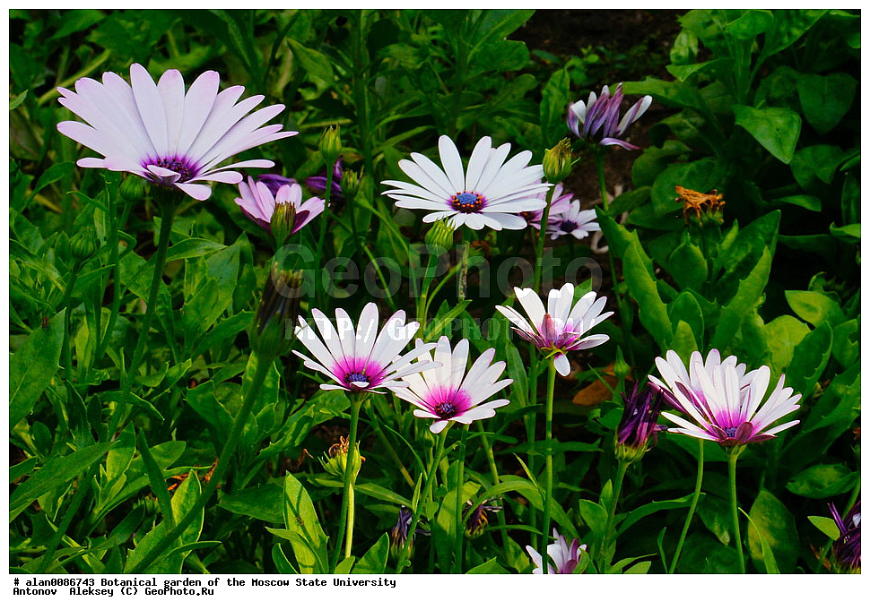 ������������ ���, ��� ����� �.�. ����������, �������� ��������, ����, �����, ������, ������, ������������ ���, ������, ���, ���������� ��������������� �����������, �����������, ������, ������, ������ ��������, ��������, �����, ���������� ��������, �������, ������� ��������, ������, �����, ����������� ��������, �����, ����������� ��������, �����, ����������� ��������, �����������, ������������ ��������, ������������ ��������, ������������, ������������ �����������, �����������, ������������, XYZ, ��������, �������������, Asteraceae, Compositae, ������������ ������, ������������� ������, Osteospermum ecklonis