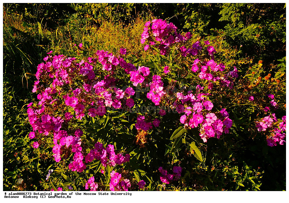 ������������ ���, ��� ����� �.�. ����������, �������� ��������, ����, �����, ������, ������, ������������ ���, ������, ���, ���������� ��������������� �����������, �����������, ������, ������, ������ ��������, ��������, �����, ���������� ��������, �������, ������� ��������, ������, �����, ����������� ��������, �����, ����������� ��������, �����, ����������� ��������, �����������, ������������ ��������, ������������ ��������, ������������, ������������ �����������, �����������, ������������, XYZ, ���������, ������������, Polemoniaceae, ����� �����������, Phlox paniculata