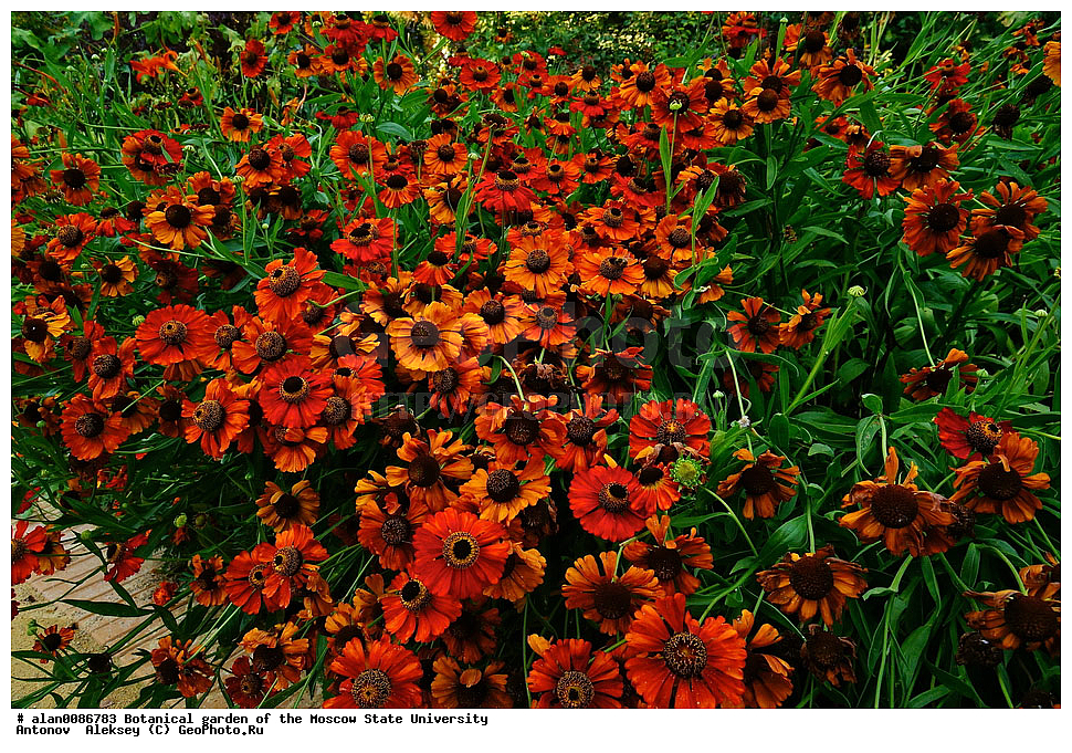 ������������ ���, ��� ����� �.�. ����������, �������� ��������, ����, �����, ������, ������, ������������ ���, ������, ���, ���������� ��������������� �����������, �����������, ������, ������, ������ ��������, ��������, �����, ���������� ��������, �������, ������� ��������, ������, �����, ����������� ��������, �����, ����������� ��������, �����, ����������� ��������, �����������, ������������ ��������, ������������ ��������, ������������, ������������ �����������, �����������, ������������, XYZ, ��������, �������������, Asteraceae, Compositae, �������� �������, Helenium autumnale