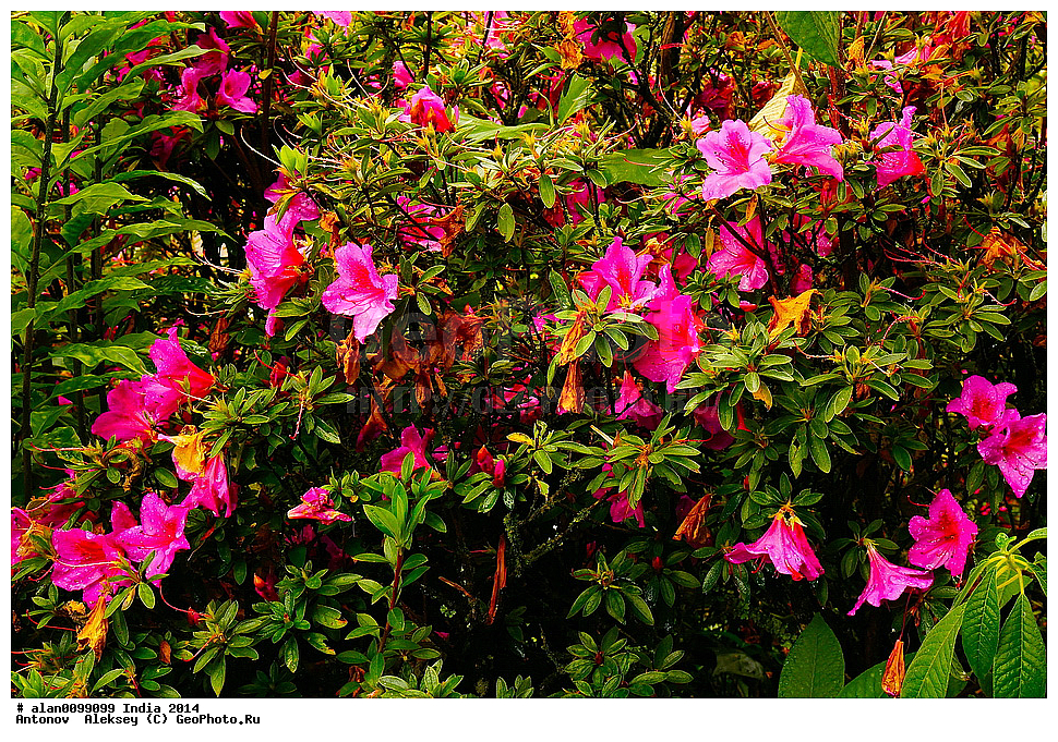 ������������ ���� ����, ������������ ��� � ���, ���, �������� ����, �������, ������� ����, ����� ����, �����, 2014�