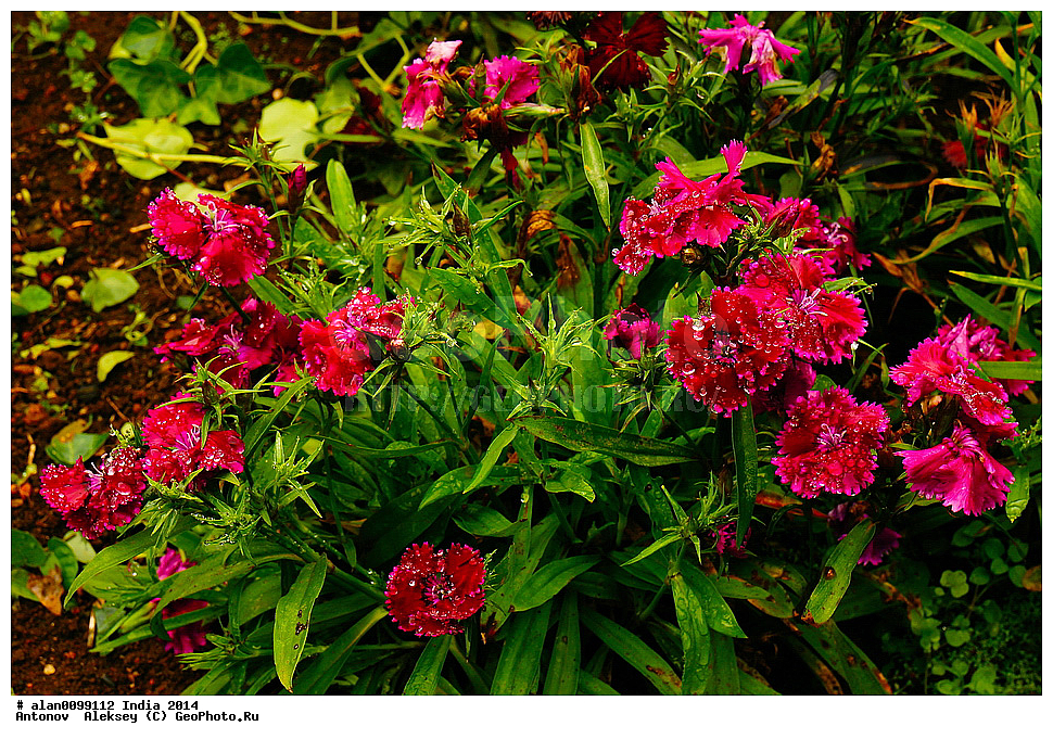 ������������ ���� ����, ������������ ��� � ���, ���, �������� ����, �������, ������� ����, ����� ����, �����, 2014�