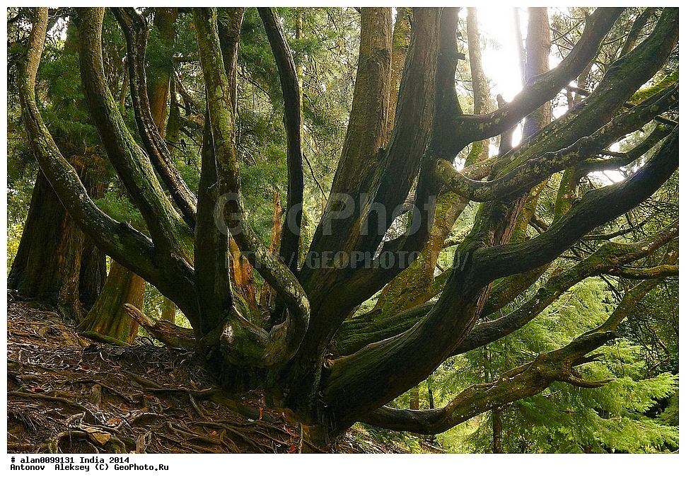 ������������ ����, ������������ ��� � ���, ���, �������� ����, �������, ������� ����, ����� ����, �����, 2014�