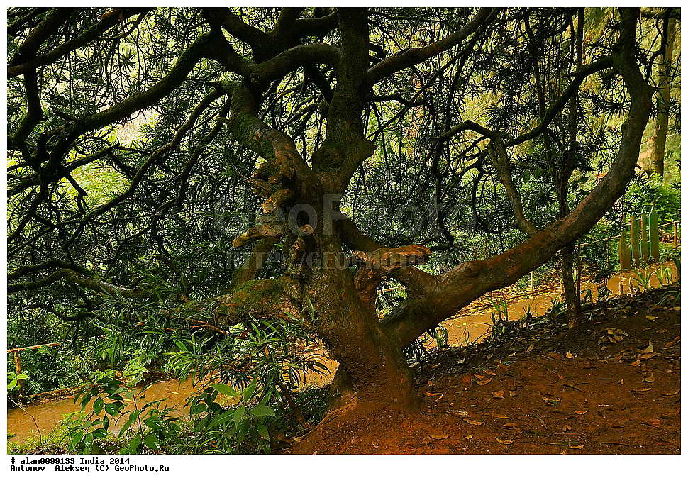 ������������ ����, ������������ ��� � ���, ���, �������� ����, �������, ������� ����, ����� ����, �����, 2014�