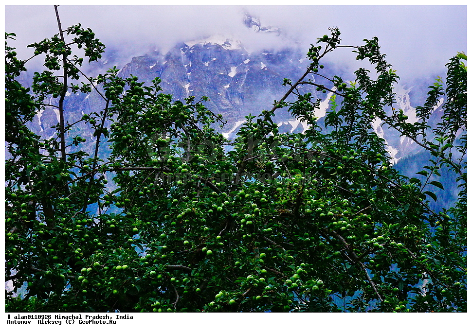 �������, ��������� �������, ������, �������, ������ ������, ������ ������, ������� ������, �����, ����