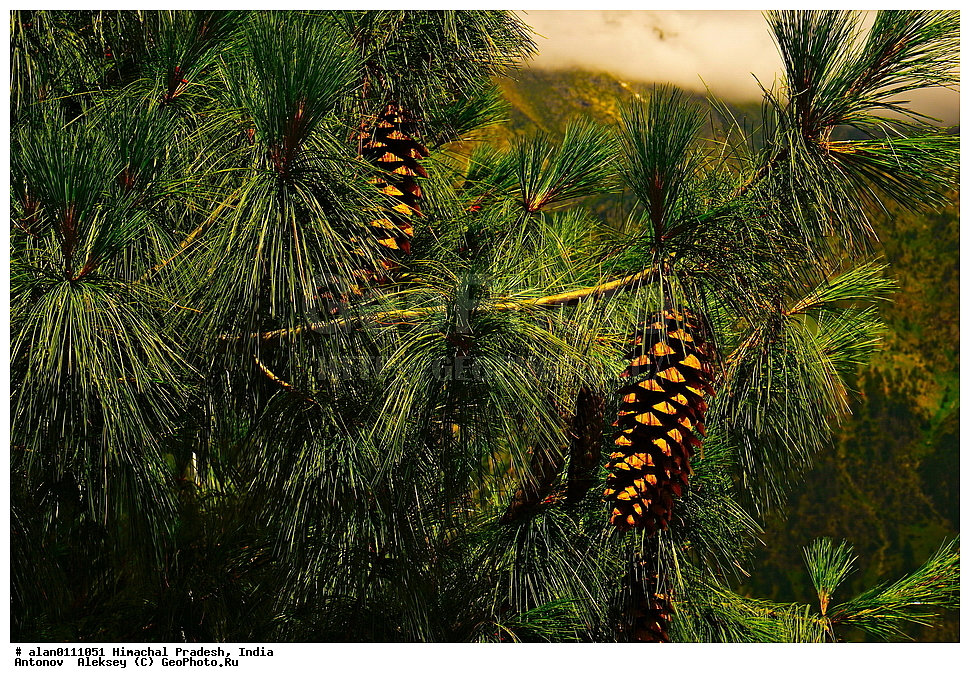 ����, ����������� ����, �������, ��������� �������, ������, �������, ������ ������, ������ ������, ������� ������, �����, ����