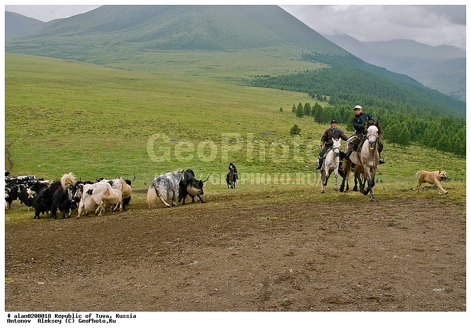 ���������� ����, ������