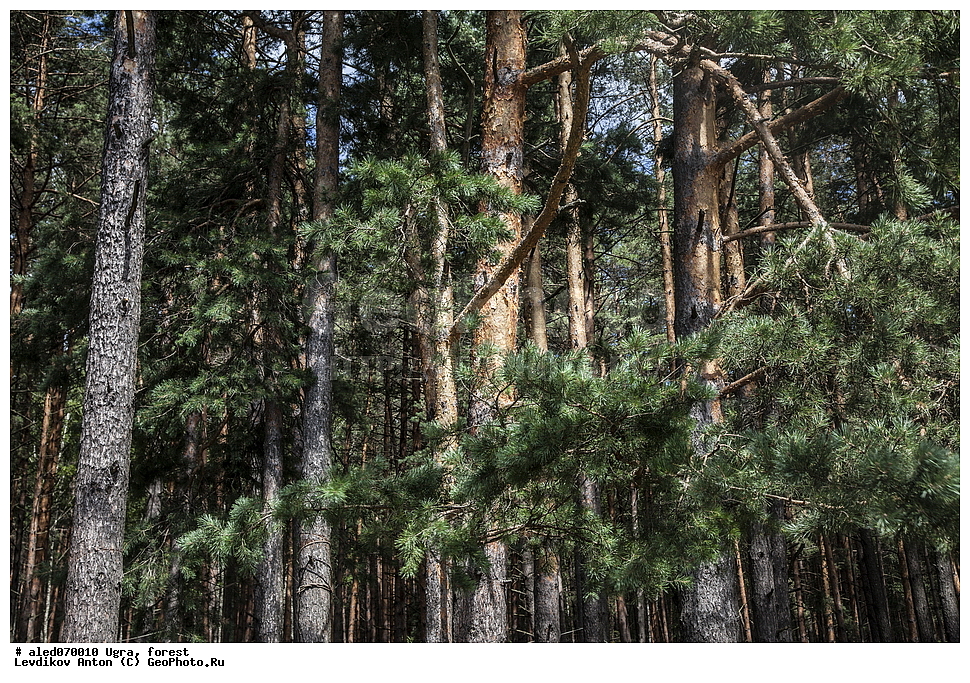 ����, ���, �������,�������� ���,�����,�����