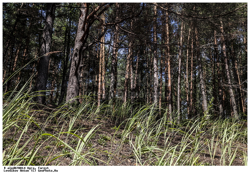 ����, ���, �������,�������� ���,�����,�����