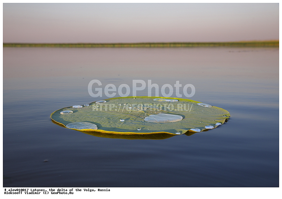 �����, ������ �����, �����, ������, ������ ��������, �����, ���������� ��������, ������������ ��������, ������������ ��������, ������, �����, XYZ, ���������, Nelumbonaceae, ����� ����������, ����� �����������, ����� ���������, Nelumbo caspica, Nelumbo nucifera, ����������� ��������, �����, ����������� ��������, �����, ����������� ��������, �����������, �����������, ������������ ��������, ������������ ��������, ������������, ������������, ������������, �����������, ������ ��������, ������ ��������, ������