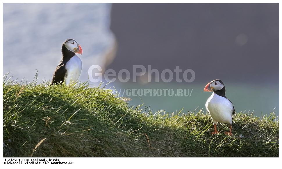 ��������, �����, ��������, ��������, �����, �����, ��������, �����������, ������� �����, ������� �����, XYZ, ����������, Alcidae, �����, ������������� �����, Fratercula arctica