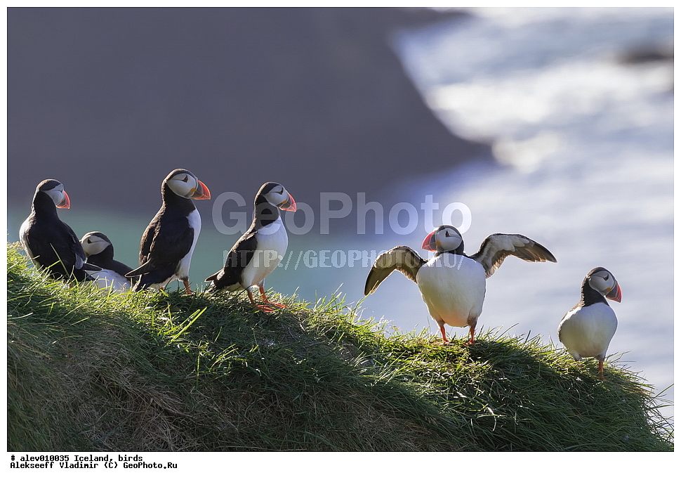 ��������, �����, ��������, ��������, �����, �����, ��������, �����������, ������� �����, ������� �����, XYZ, ����������, Alcidae, �����, ������������� �����, Fratercula arctica