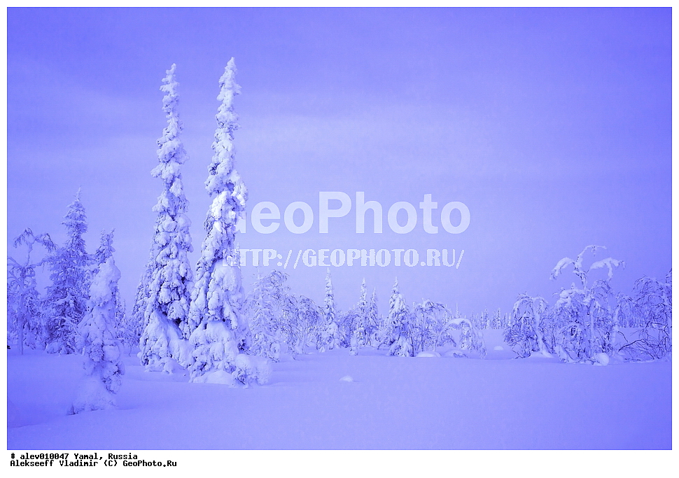 ����, ������