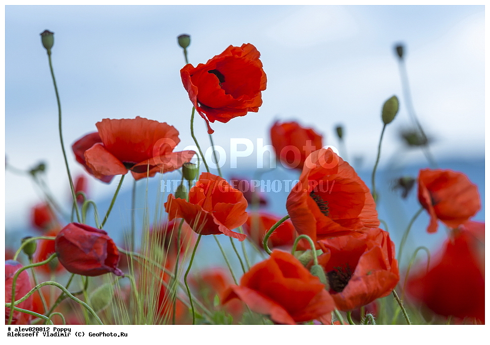 ���, �����, ����� ���, ������������, ������� ����