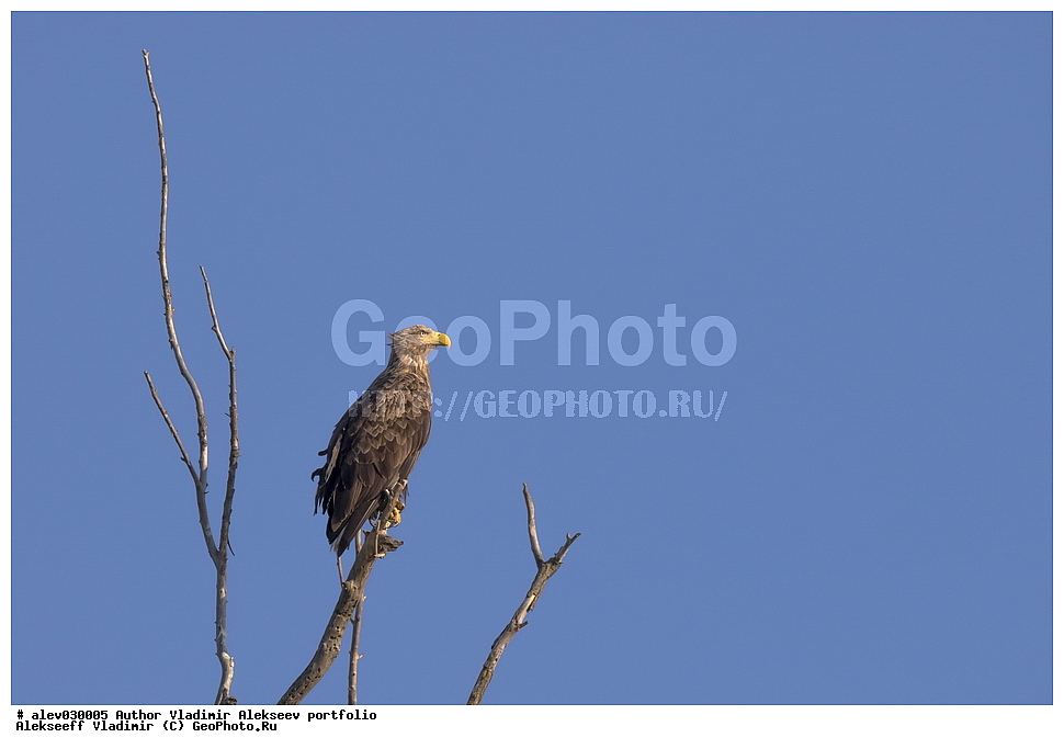 ��������� ���������, �������� ��������