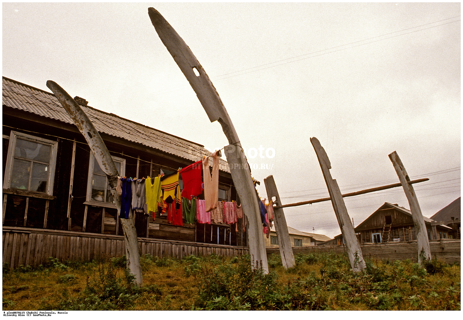 ������� �����, ��������, ��������� ����������, �������, ��������, ���������, �����, �����, ���������, ��������� ���������� �����, ��������� ��, ��������� ����, ��������� ����, �������, ��������, ����������, ������, ��������, ��������, ������� �������������, ������� �������������, ������� �����, ������� �����, XYZ, ����� ����, Eschrichtiidae, ����� ���, �������������� ���, Eschrichtius robustus, Eschrichtius gibbosus