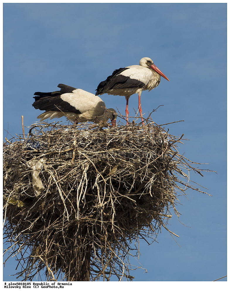  ����� ������, ����������, ���������� �������, ��������, ��������, �����, �����, ��������, �����������, XYZ, ��������, Ciconiidae, ����� ����, Ciconia ciconi