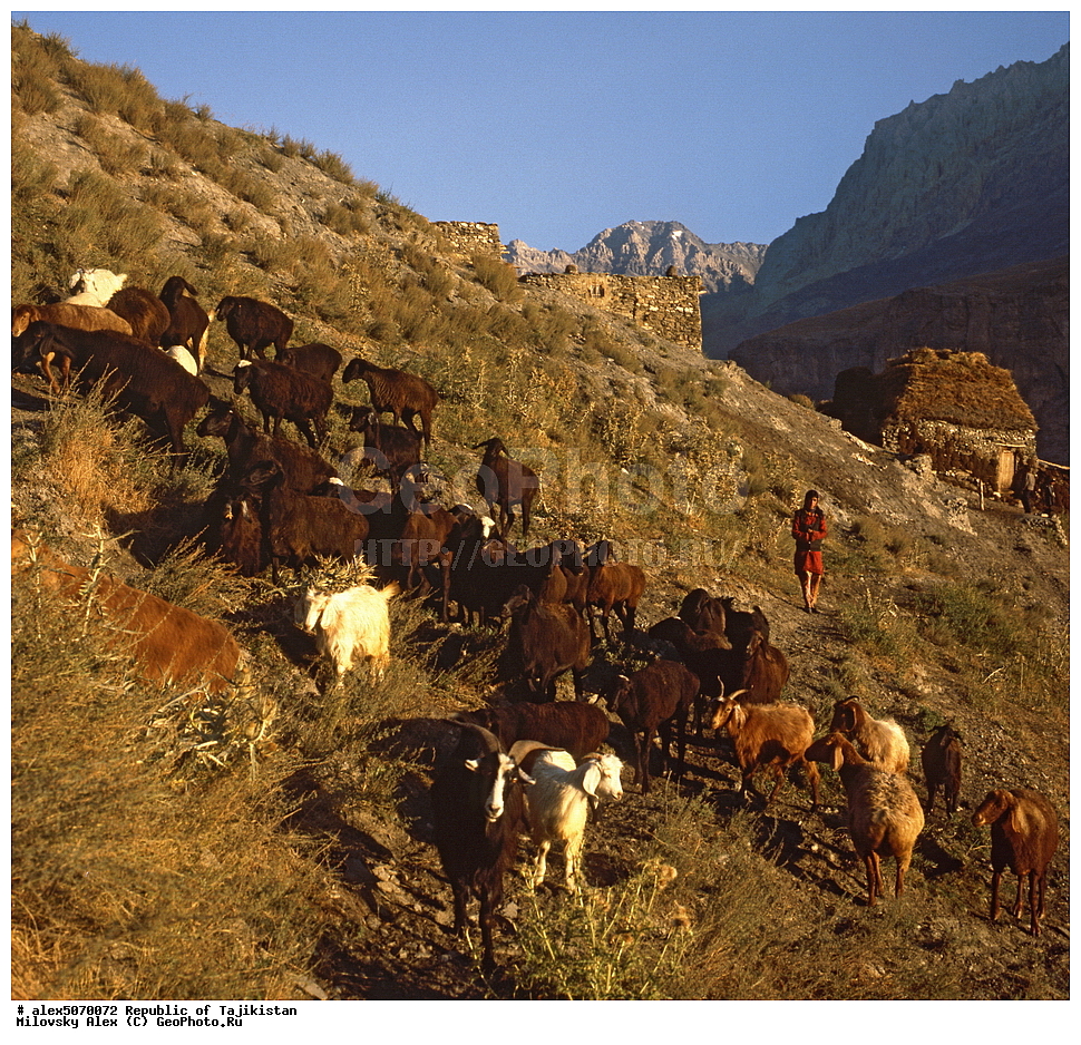  �������� ���������, �������, �����������, ���������� �����������, ������� ����, ����������� ����