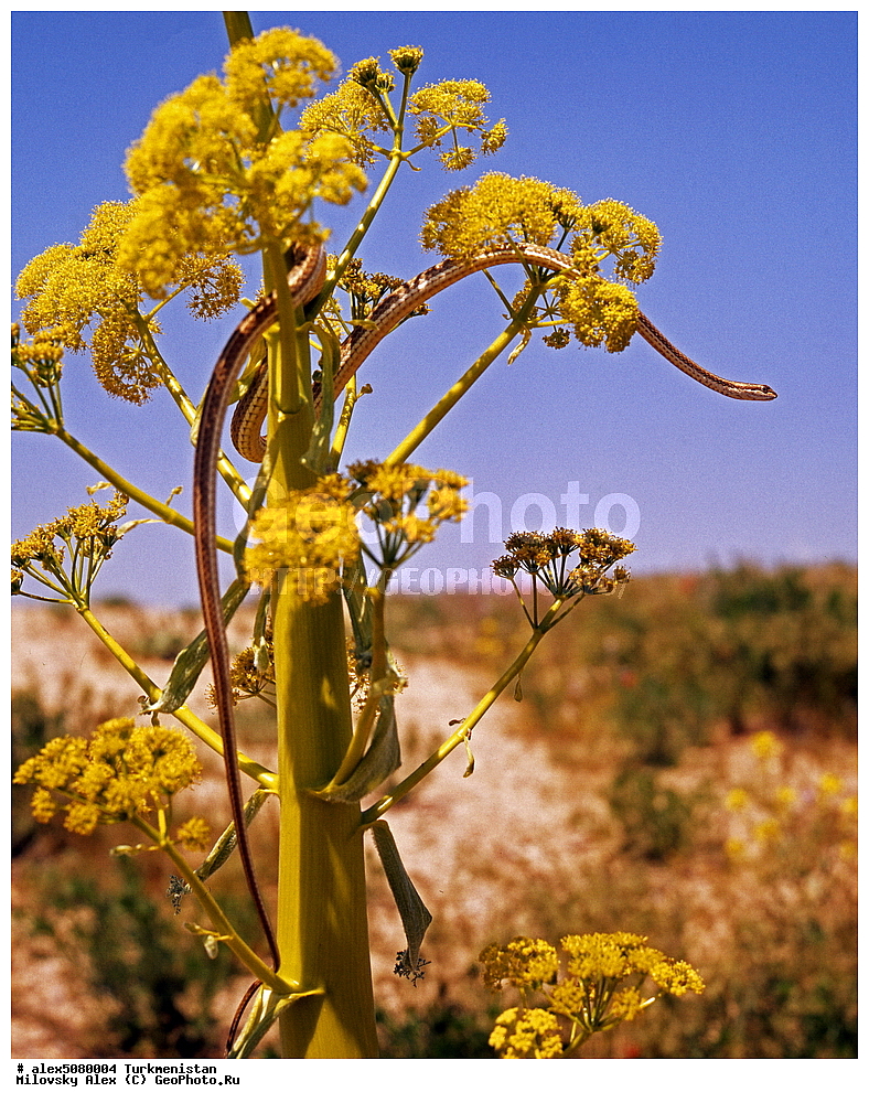 ���������, ������������, ������� ����, ����������� ����