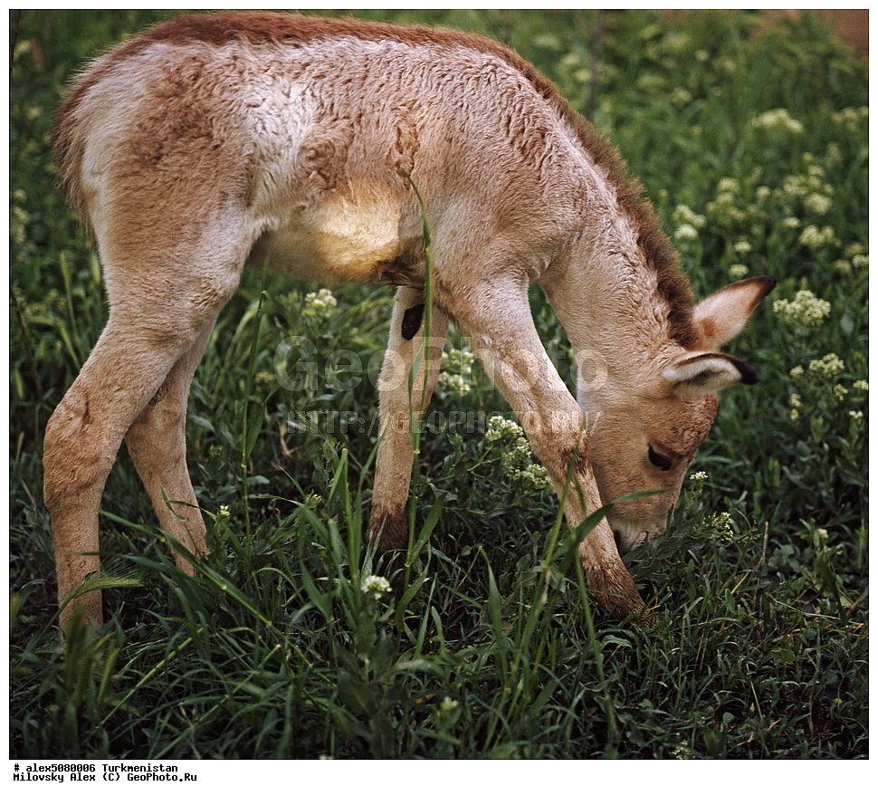 ���������, ������������, ������� ����, ����������� ����