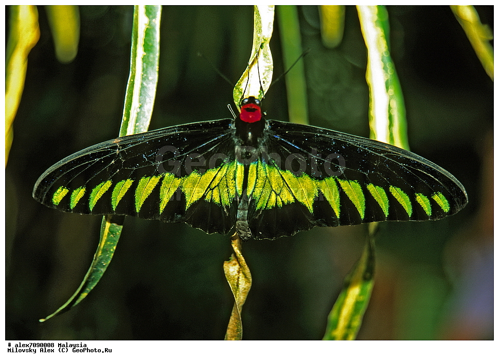 �������, ��������