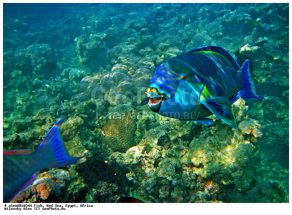 ����, ������� ����, ������, ������