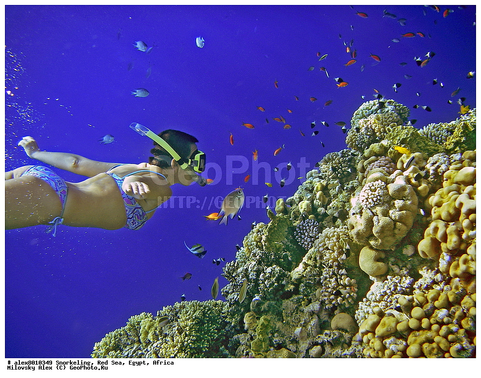 ���������, ������� ����, ������, ������