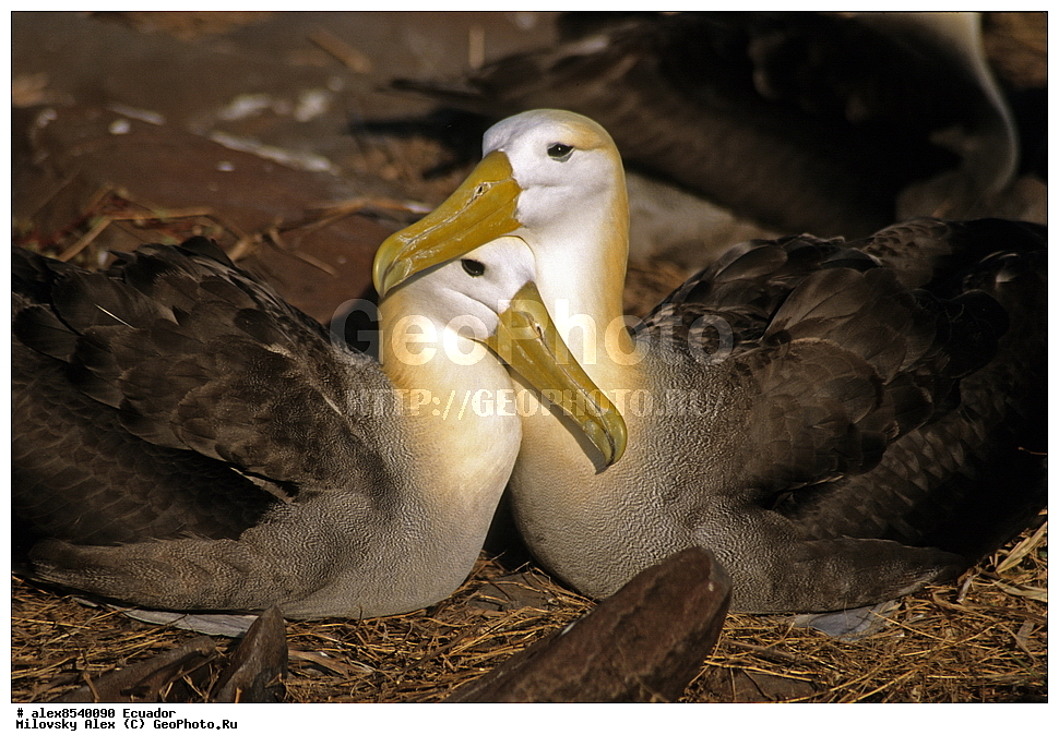 �����, ���������, ��������� �����, ������������� �������, ��������� �������, ����������, �������, ���������� �������, ��������� �������, ����� �������