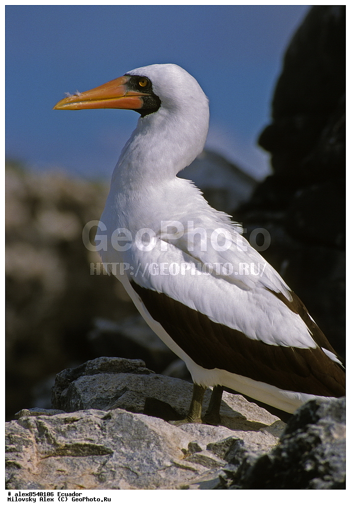 �����, ���������, ��������� �����, ������������� �������, ��������� �������, ����������, �������, ���������� �������, ��������� �������, ����� �������