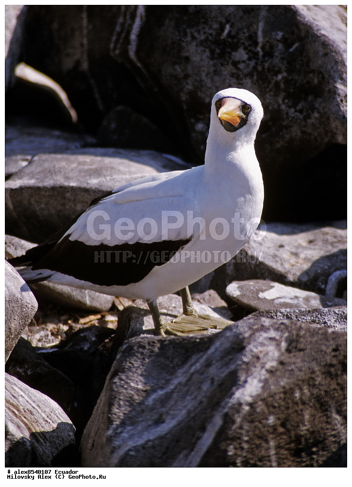 �����, ���������, ��������� �����, ������������� �������, ��������� �������, ����������, �������, ���������� �������, ��������� �������, ����� �������