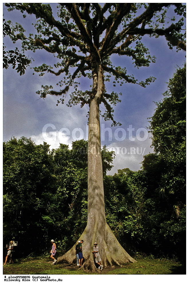 ����, ������, ���������, ���������� ���������, ��������� �������, �������� �������, ����������� �������