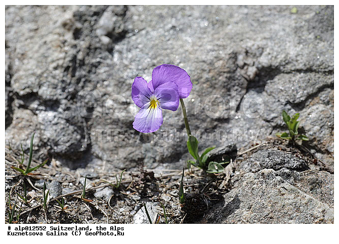 �����, ���������, �����, ������, ��������, �������, ���