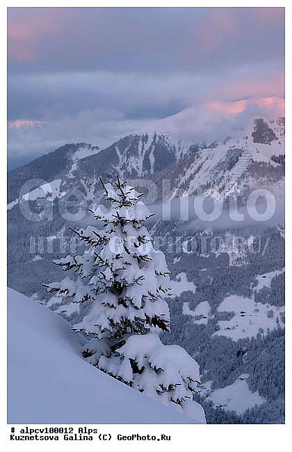 �����, �����, ������ ������, ����, ����, ����, ������, ����