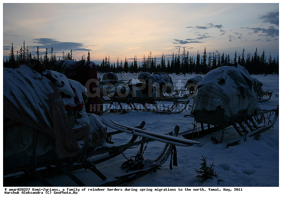 �����, ��������, ����, ������ ���, ����, ����-������, ������� �����, �������, ���, ���������, �����, �����, �����, ��������, ������, ���, ������, ��������, ��������, �����, �������������, �������������, �����, �����, XYZ,��������, ������, Cervidae, �������� �����, ������, Rangifer tarandus