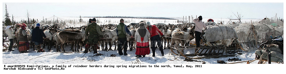 �����, ��������, ����, ������ ���, ����, ����-������, ������� �����, �������, ���, ���������, �����, �����, �����, ��������, ������, ���, ������, ��������, ��������, �����, �������������, �������������, �����, �����, XYZ,��������, ������, Cervidae, �������� �����, ������, Rangifer tarandus