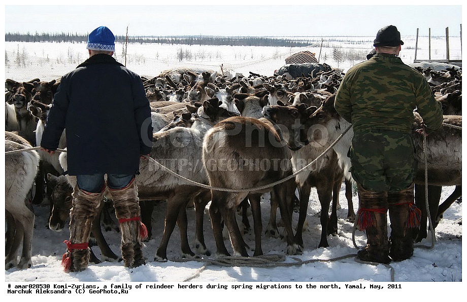 �����, ��������, ����, ������ ���, ����, ����-������, ������� �����, �������, ���, ���������, �����, �����, �����, ��������, ������, ���, ������, ��������, ��������, �����, �������������, �������������, �����, �����, XYZ,��������, ������, Cervidae, �������� �����, ������, Rangifer tarandus