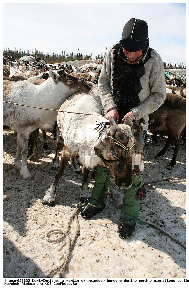 �����, ��������, ����, ������ ���, ����, ����-������, ������� �����, �������, ���, ���������, �����, �����, �����, ��������, ������, ���, ������, ��������, ��������, �����, �������������, �������������, �����, �����, XYZ,��������, ������, Cervidae, �������� �����, ������, Rangifer tarandus