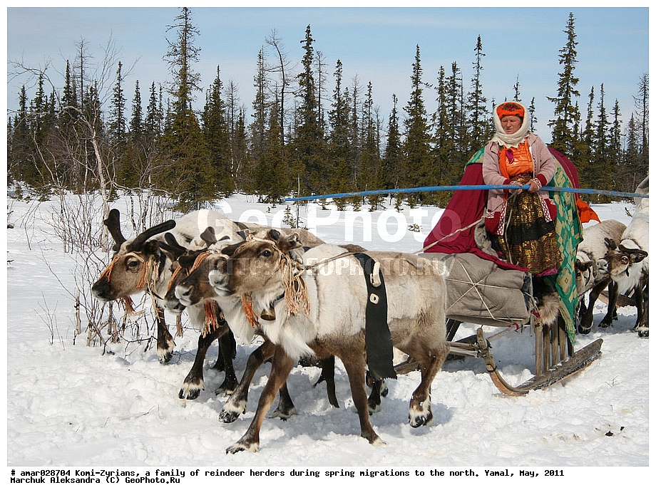 �����, ��������, ����, ������ ���, ����, ����-������, ������� �����, �������, ���, ���������, �����, �����, �����, ��������, ������, ���, ������, ��������, ��������, �����, �������������, �������������, �����, �����, XYZ,��������, ������, Cervidae, �������� �����, ������, Rangifer tarandus