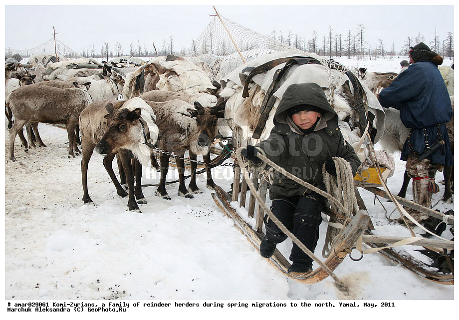 �����, ��������, ����, ������ ���, ����, ����-������, ������� �����, �������, ���, ���������, �����, �����, �����, ��������, ������, ���, ������, ��������, ��������, �����, �������������, �������������, �����, �����, XYZ,��������, ������, Cervidae, �������� �����, ������, Rangifer tarandus