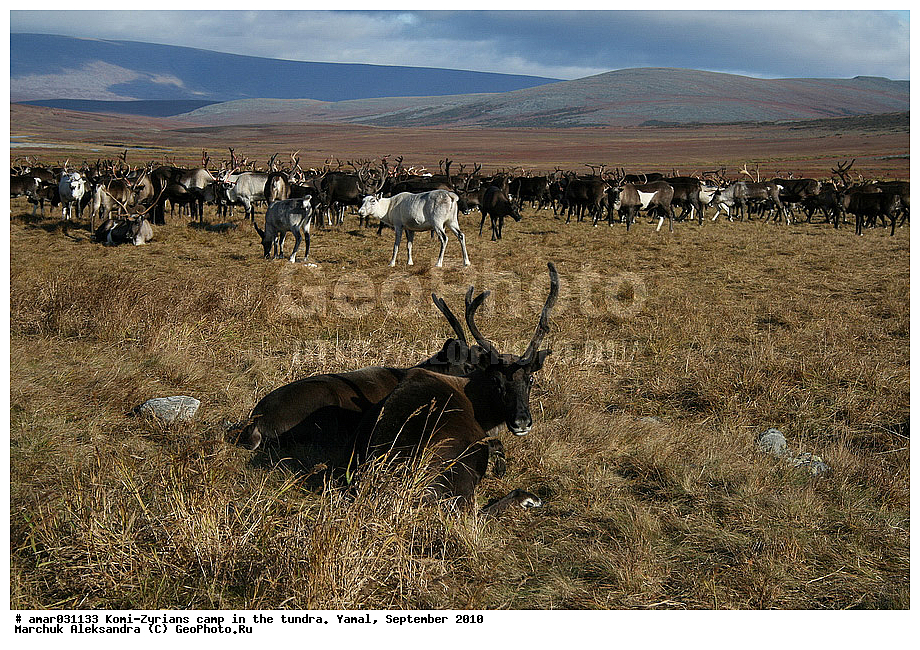 �����, �����, ����, ���������, ����, ����-������, ������� �����, �������, ���������, �����, �����, ����� � ������, �����, ��������, ������, ���, ������, ��������, ��������, �����, �������������, �������������, �����, �����, XYZ,��������, ������, Cervidae, �������� �����, ������, Rangifer tarandus