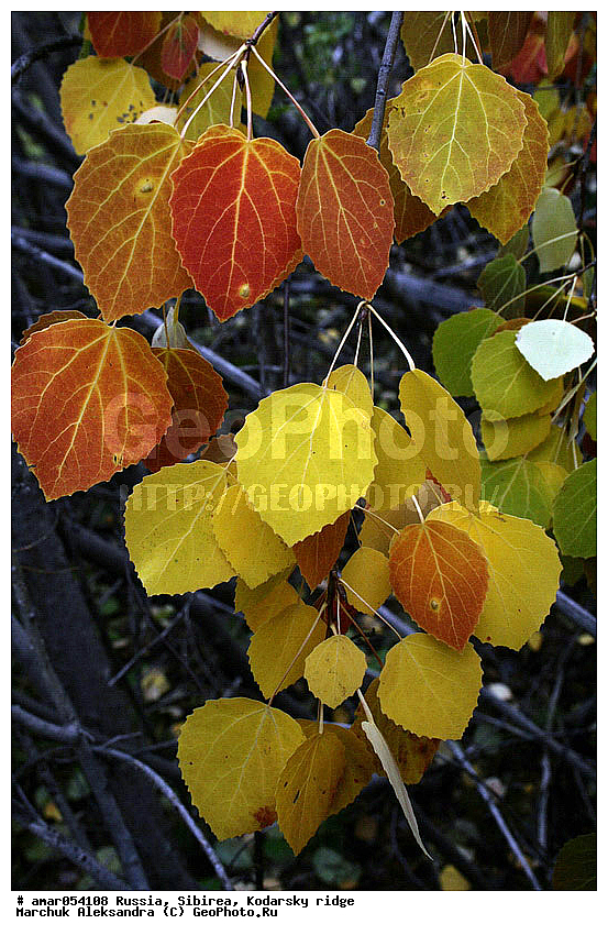 ��������� ������, ������� ���������, �����, ������� �������, �����, ���������, ������������ �������, �����, ��������, �������