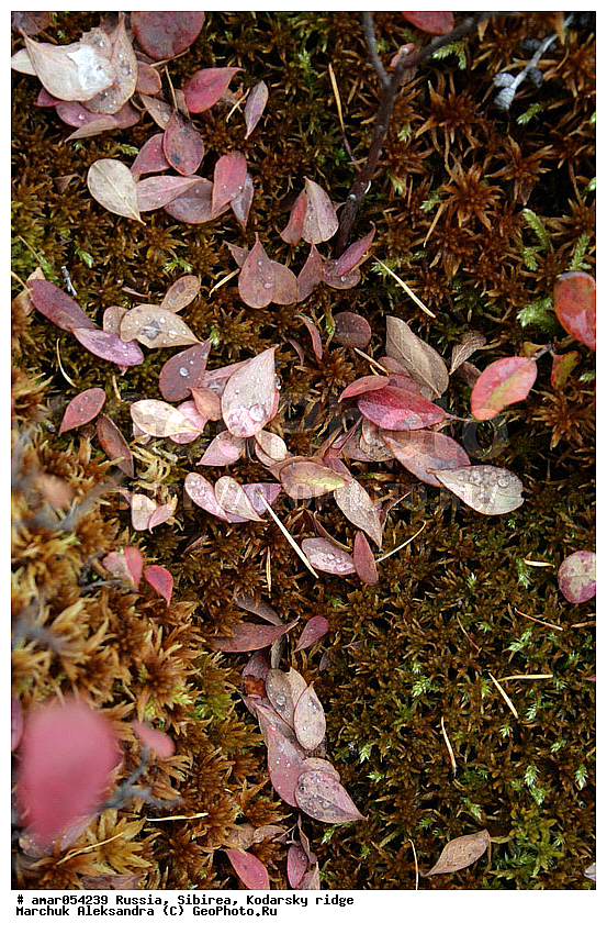 ��������� ������, ������� ���������, �����, ������� �������, �����, ���������, ������������ �������, �����, ��������, �������