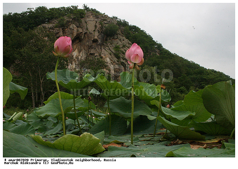 ��������, ������� ������, , ������ ��������, �����, ���������� ��������, ������������ ��������, ������������ ��������, ������, �����, XYZ, ���������, Nelumbonaceae, ����� ����������, ����� �����������, ����� ���������, Nelumbo caspica, Nelumbo nucifera, ����� ��������, Nelumbo komarovii, ����������� ��������, �����, ����������� ��������, �����, ����������� ��������, �����������, �����������, ������������ ��������, ������������ ��������, ������������, ������������, ������������, �����������, ������ ��������, ������ ��������, ������