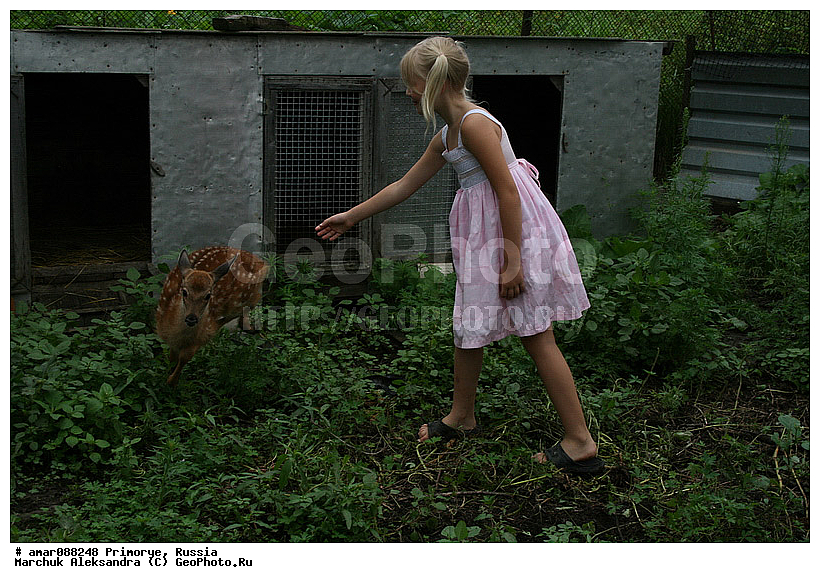 ��������, ��������, �������������, �������������, �����, �����, XYZ, ��������, ������, Cervidae, Cervus elaphus, Cervus canadensis, ����������� �����, ������� �����, ��������