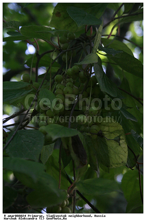 ��������, ������� ������, , ��������, �����, ������ ��������, ���������� ��������, ������� ��������, ������������, �����, ������, ����, �����, XYZ, ������������, Schisandraceae, �������� ���������, Schisandra chinensis