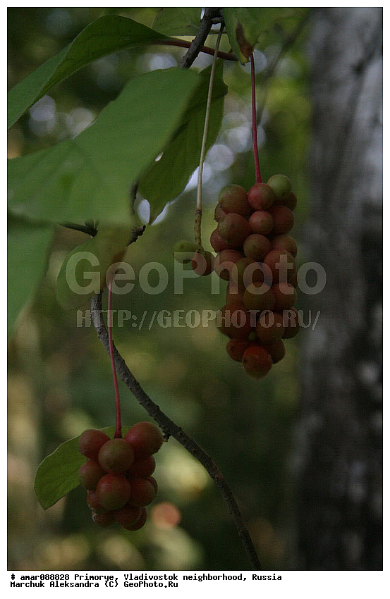 ��������, ������� ������, , ��������, �����, ������ ��������, ���������� ��������, ������� ��������, ������������, �����, ������, ����, �����, XYZ, ������������, Schisandraceae, �������� ���������, Schisandra chinensis