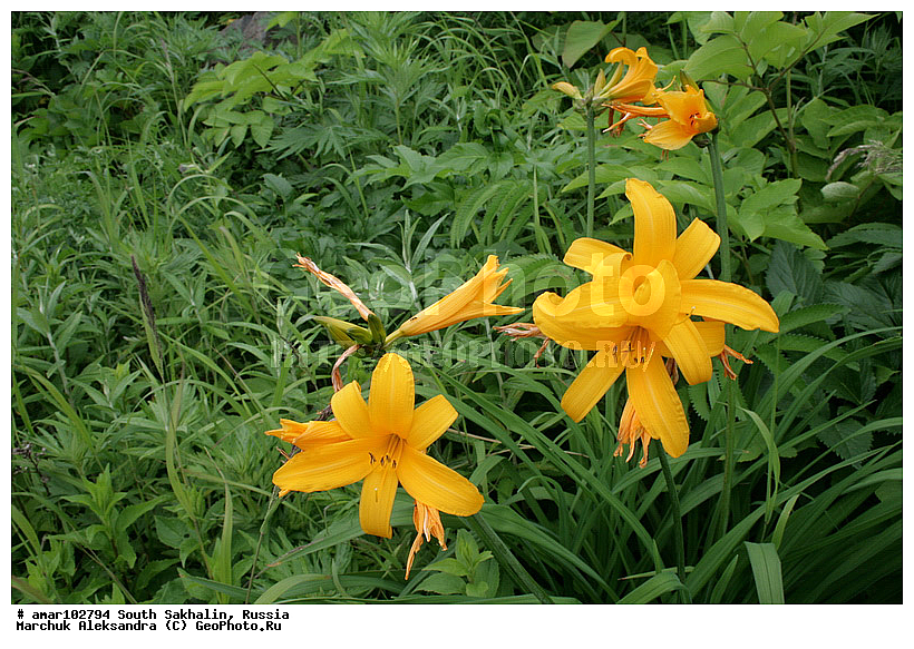 ����� �������, �������, ����, ������� ������, ������, �������, ����� �������