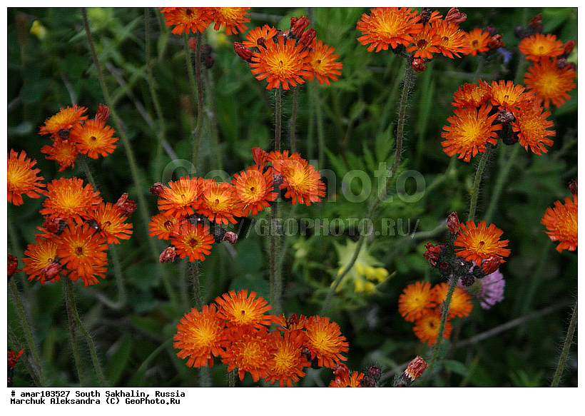 ����� �������, �������, ����, ������� ������, ������